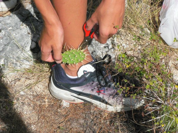 17- Les cactus attaquent 